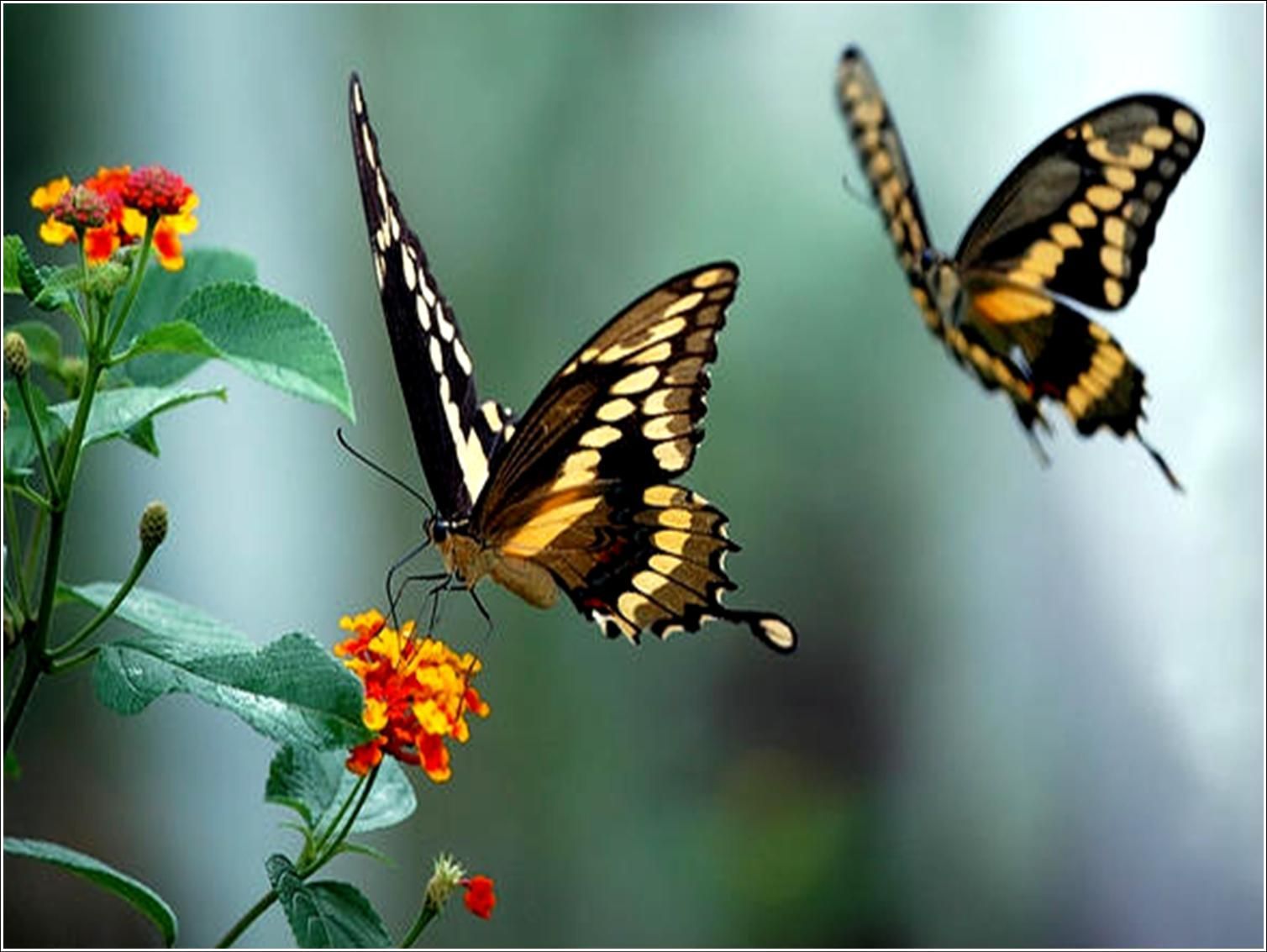 borboleta O tempo do casulo é o segredo da borboleta. Não revele o p