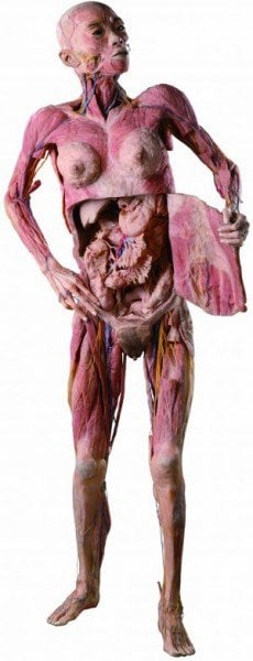 O Fantástico Corpo Humano