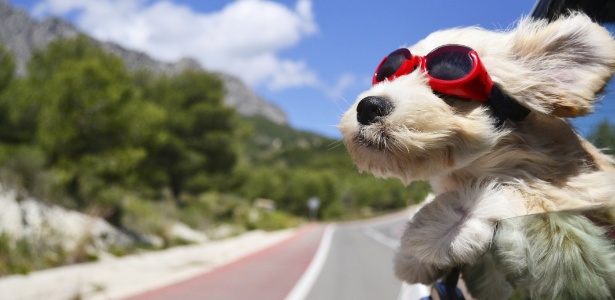 Cuidados Essenciais Para Viajar De Carro Com Os Pets Nas F Rias Guiame