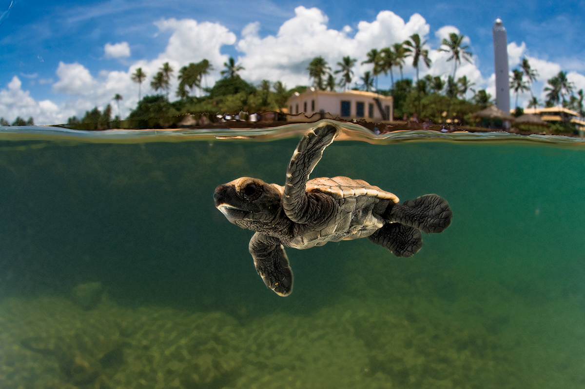 O Projeto Tamar foi criado para proteger da extinção as espécies de tartarugas. (Foto: Divulgação/Projeto Tamar)