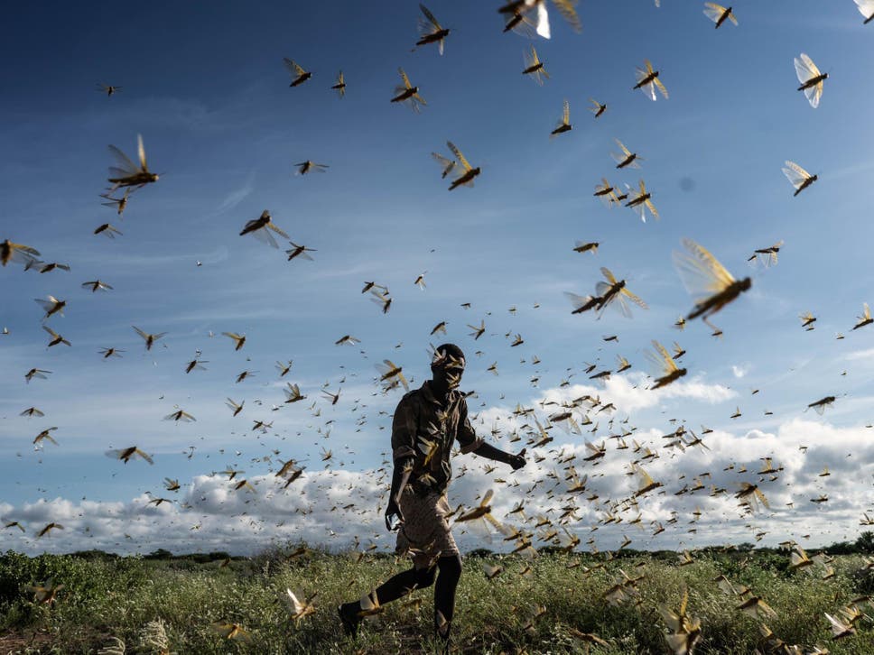 O surto de gafanhotos está atingindo países da África como Etiópia, Somália, Quênia e Uganda. (Foto: Getty Images)