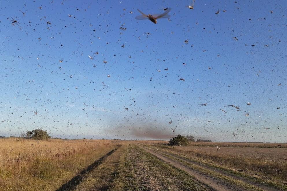 Nuvem de gafanhotos passou pela Argentina nos últimos dias. (Foto: Divulgação/Governo de Córdoba)
