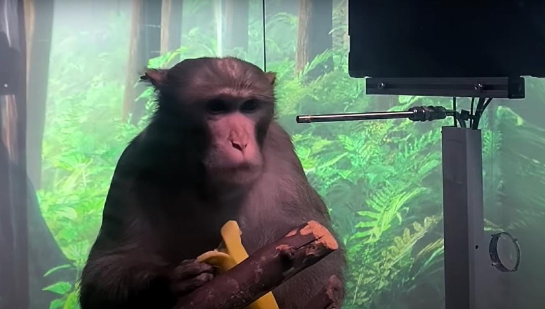 Macaco Pager, de 9 anos, ficou conhecido por jogar o clássico gamer Pong, em vídeo da Neuralink. (Foto: Captura de tela/YouTube Neuralink)