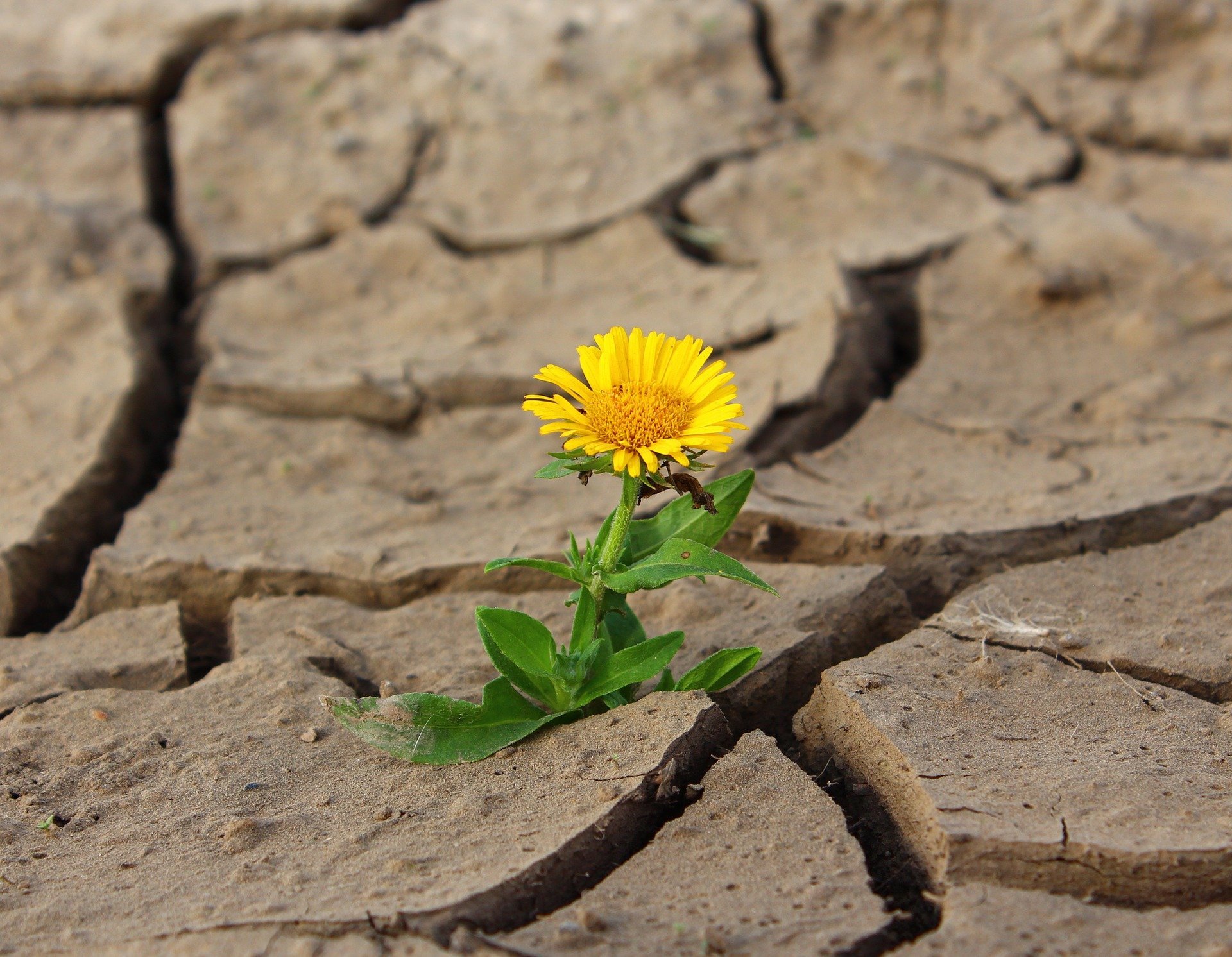 (Foto: Pixabay)