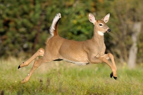 CORÇA, Habitat do Animal, Características, Significado