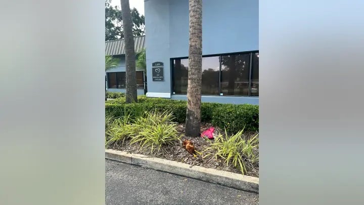Um frango e outros animais foram mutilados e jogados em frente ao centro de gravidez na Flórida. (Foto: Reprodução/Fox News Digital/Bob Perron)