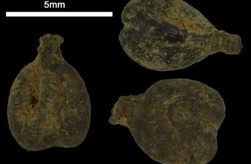 Antigas sementes de uva sob um microscópio de Avdat. (Foto: Prof. Guy Bar-Oz, Universidade de Haifa)