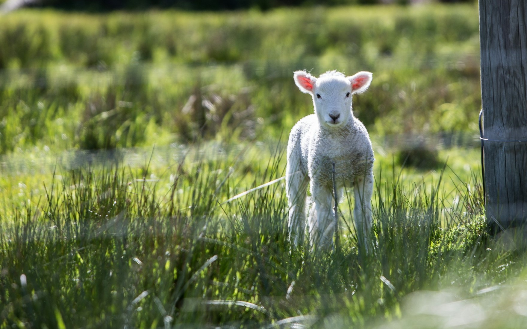 (Foto: Unsplash/Rod Long)