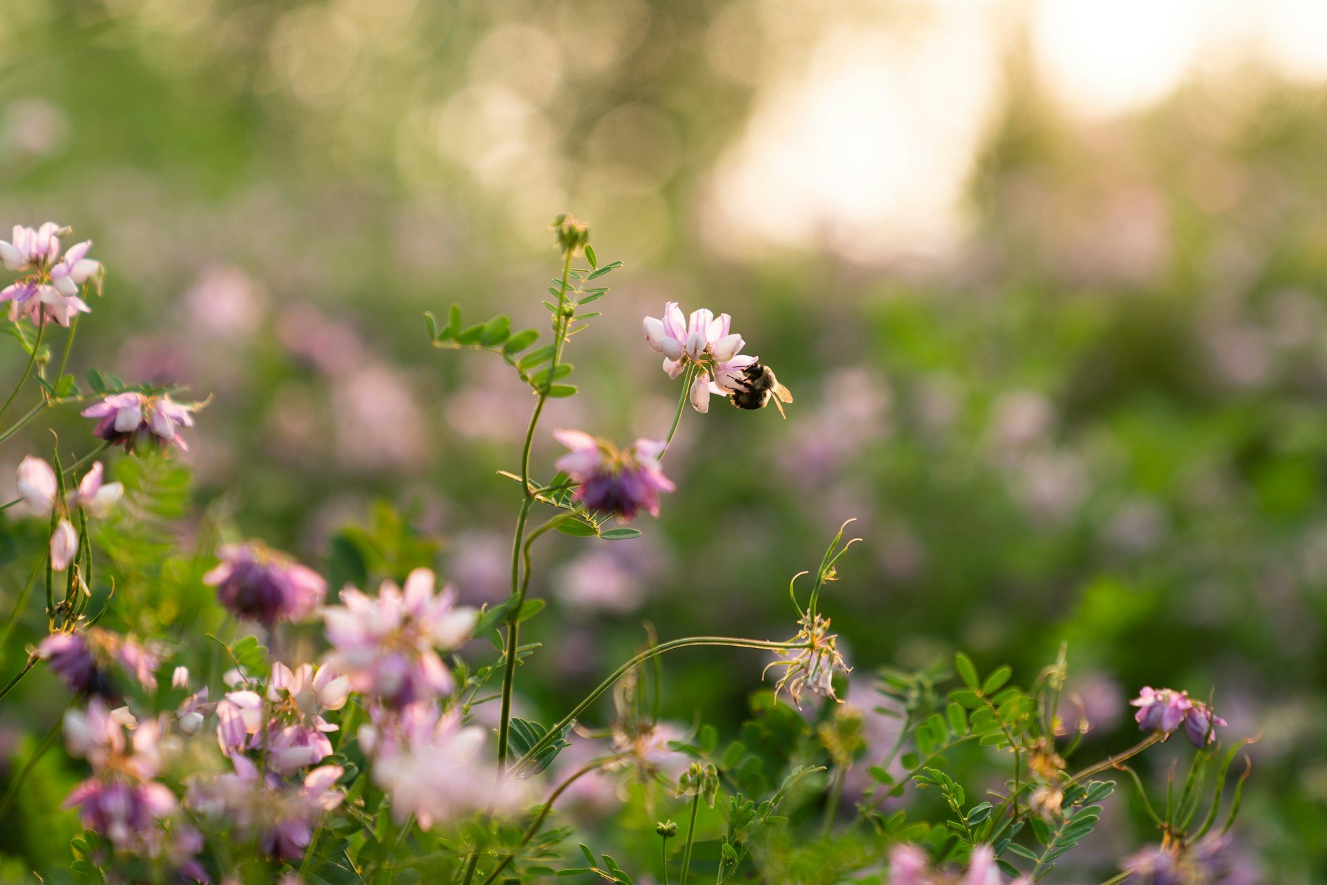 Primavera: Tempo de recomeçar e florescer