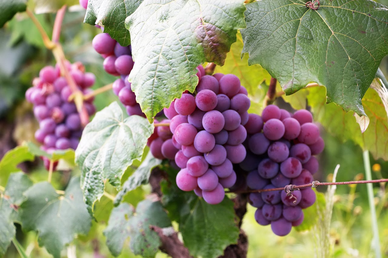 Verão: Tempo de frutos e intencionalidade