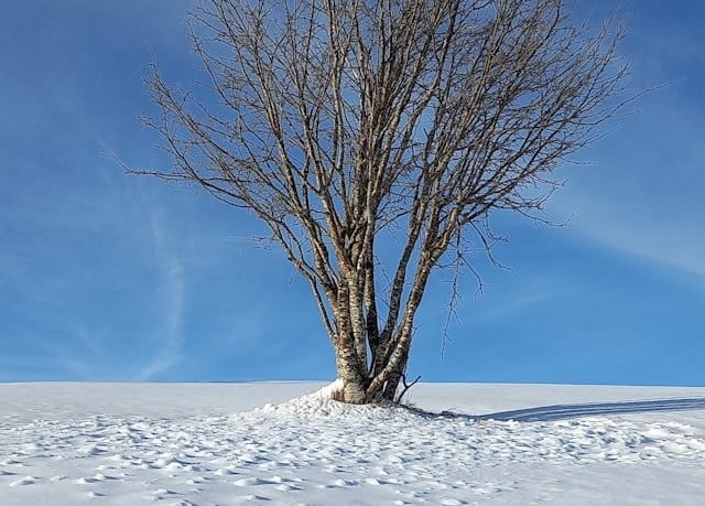 Inverno: Tempo de silêncio e fortalecimento interior